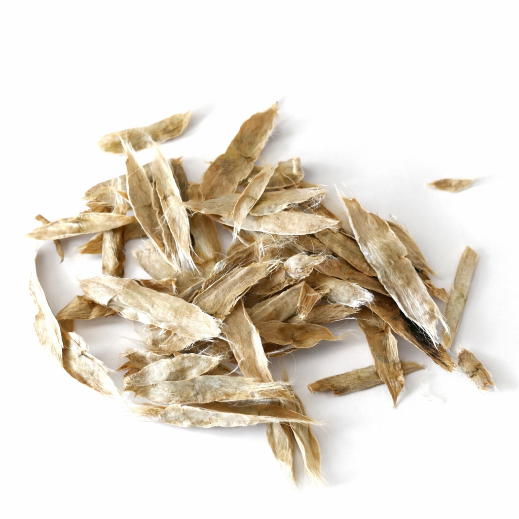 Catalpa speciosa Samen mit papierartigen Flügeln zur Baumvermehrung und Pflanzung