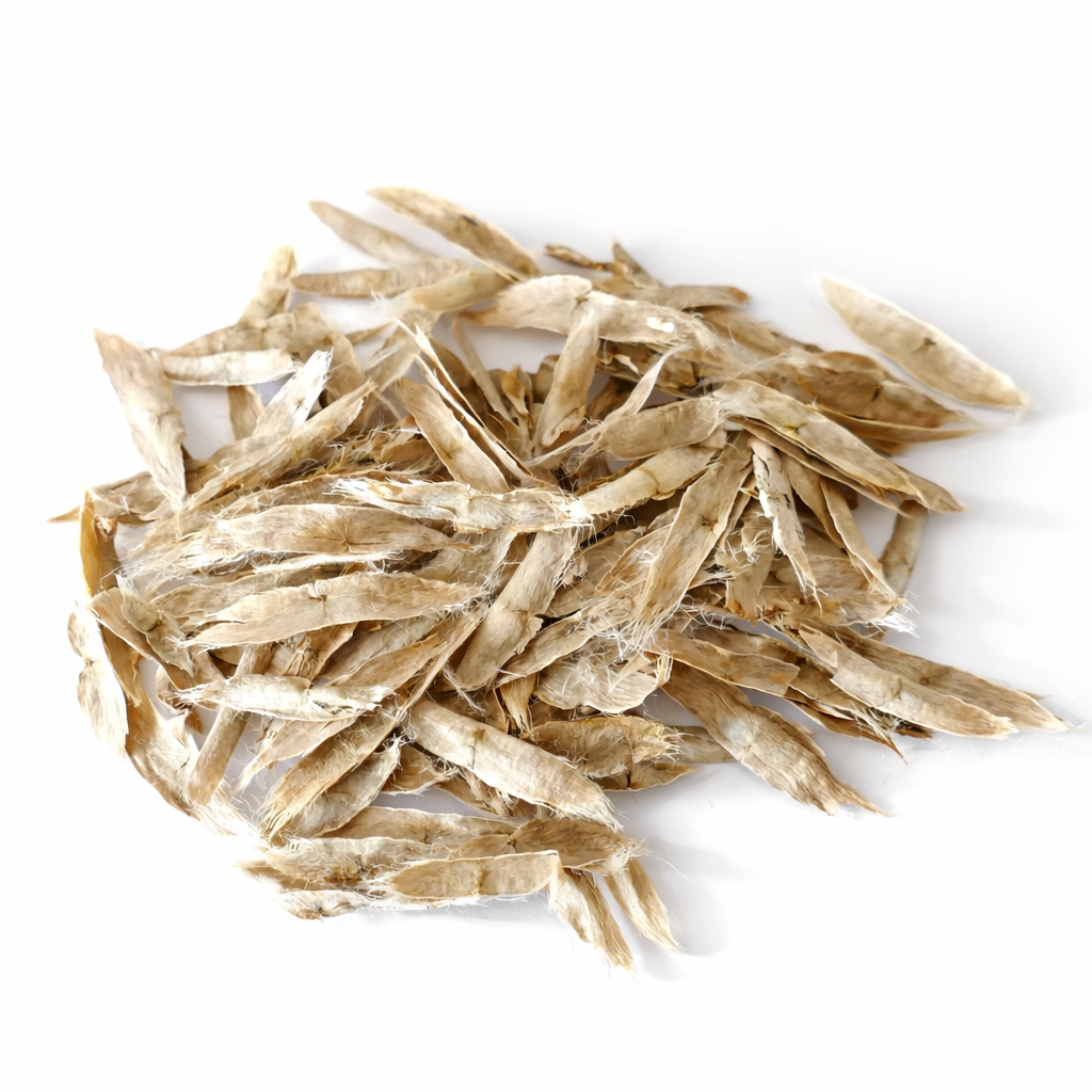 Getrocknete Samenstände von Catalpa speciosa zur Pflanzung großer Laubbaumarten