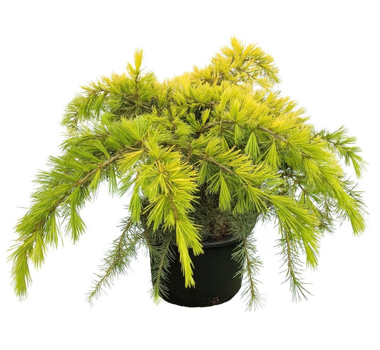 Cedrus deodorata cv GOLDEN HORIZON