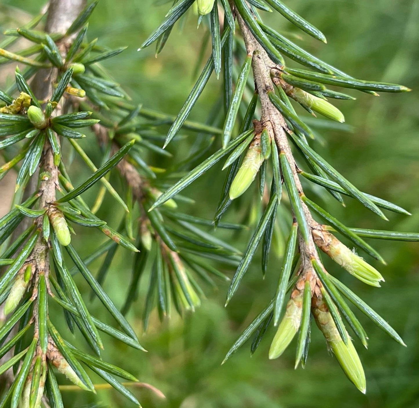 Cedrus libani form SARGENTII