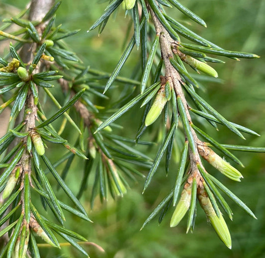 Cedrus libani form SARGENTII