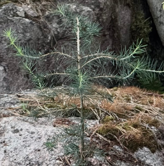 Cedrus libani ssp. stenocoma