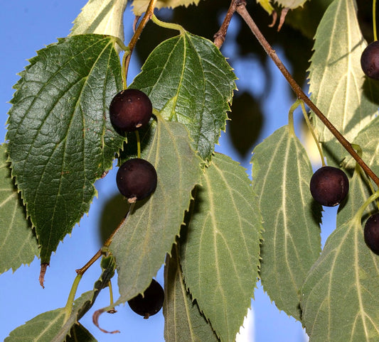 Bacche di colore viola scuro di Celtis australis con foglie verdi dentellate su sottili rami