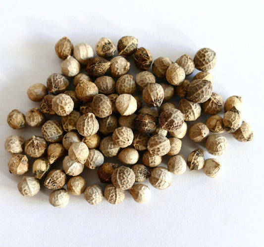 Semi rotondi di Celtis australis dalla texture con toni naturali beige e marroni su sfondo bianco