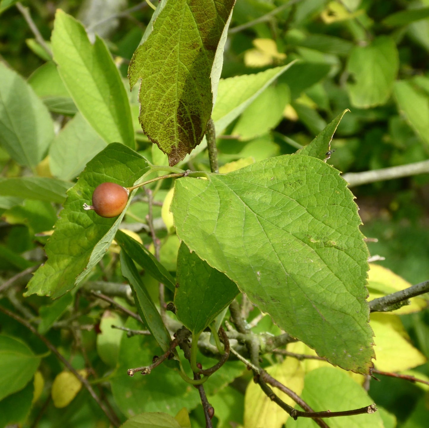 Celtis jessoensis green serrated leaves with small round brown fruit on branch