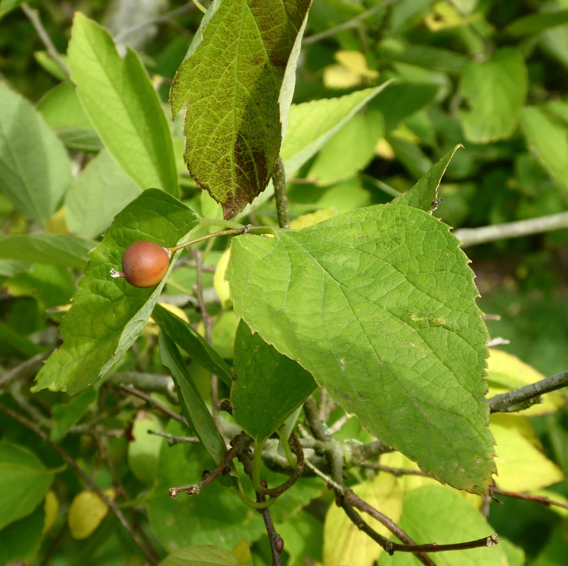 Celtis jessoensis green serrated leaves with small round brown fruit on branch