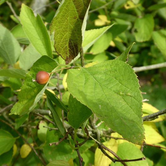 Celtis jessoensis green serrated leaves with small round brown fruit on branch