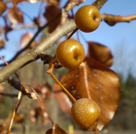 Celtis occidentalis branch with small round yellow-brown fruit and dry autumn leaves