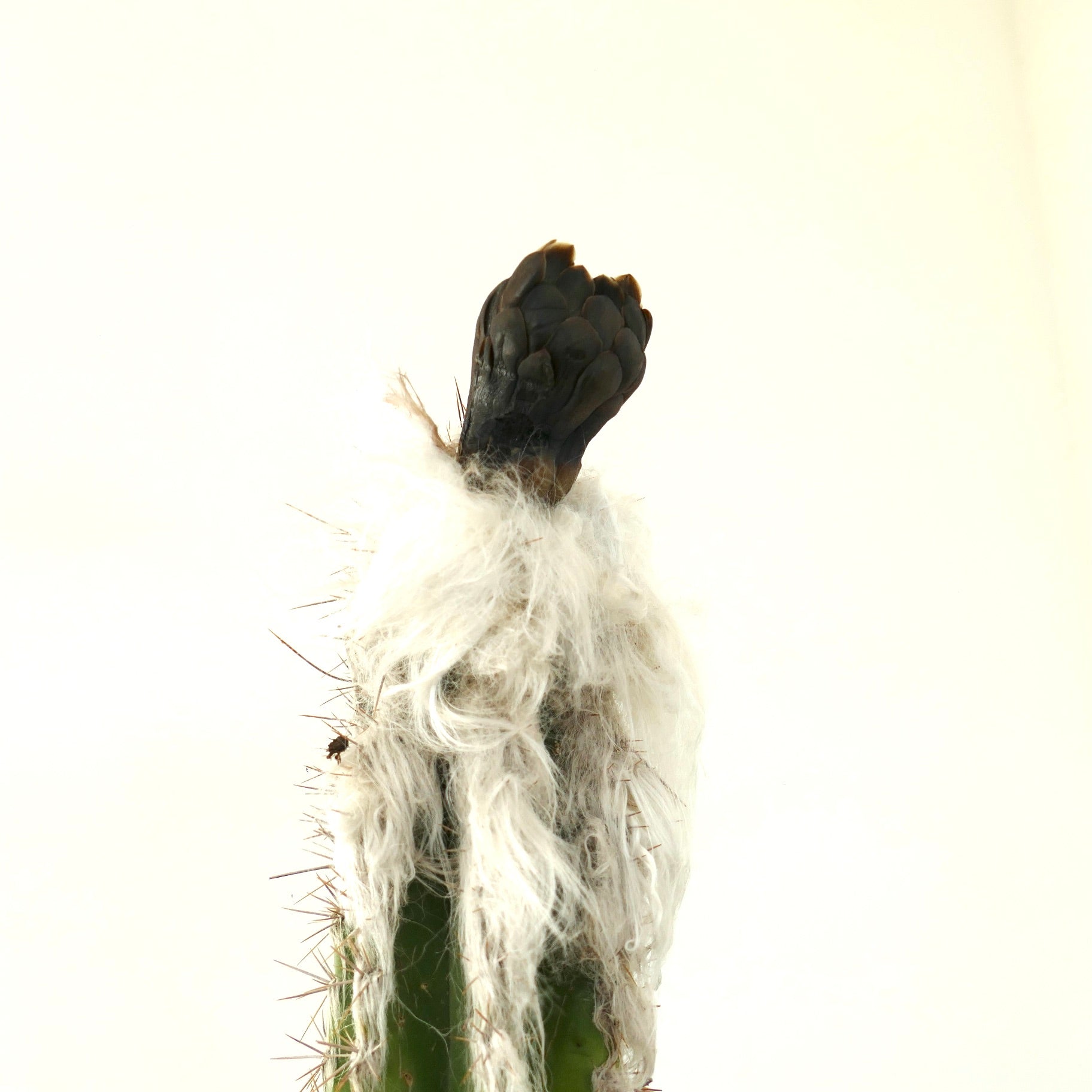 白い綿毛と濃い質感の頂部を持つセファロセレウス・パルメリ サボテン標本
