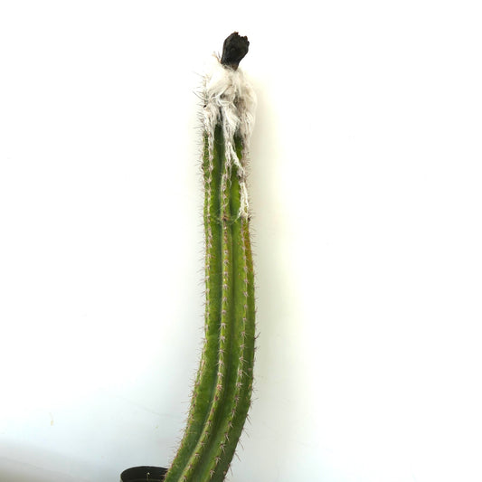 Cephalocereus palmeri tall cactus with white woolly areoles and sharp spines