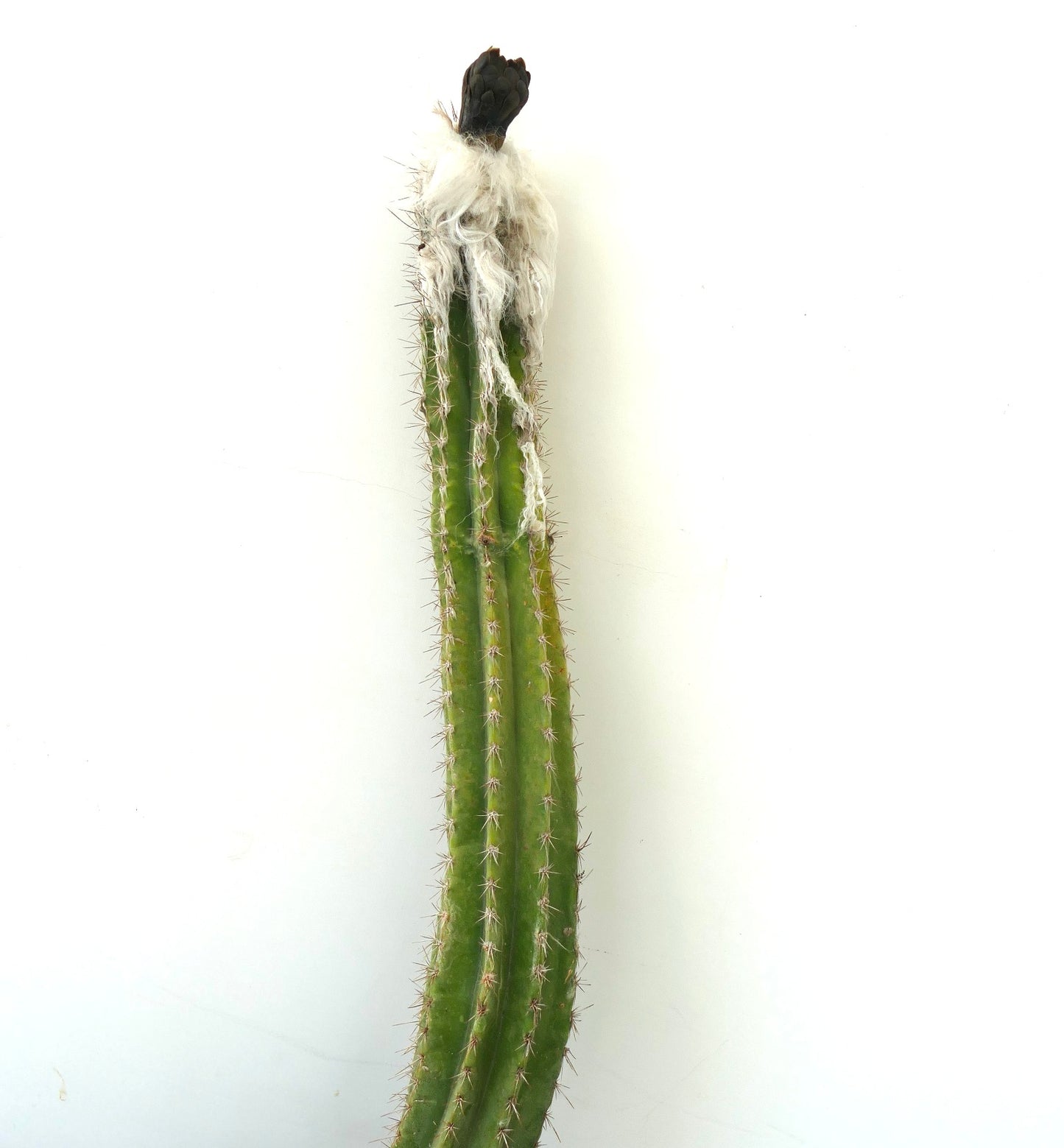 セファロセレウス・パルメリー 高く伸びたサボテン、白い綿毛状のアレオーレと鋭い棘付き