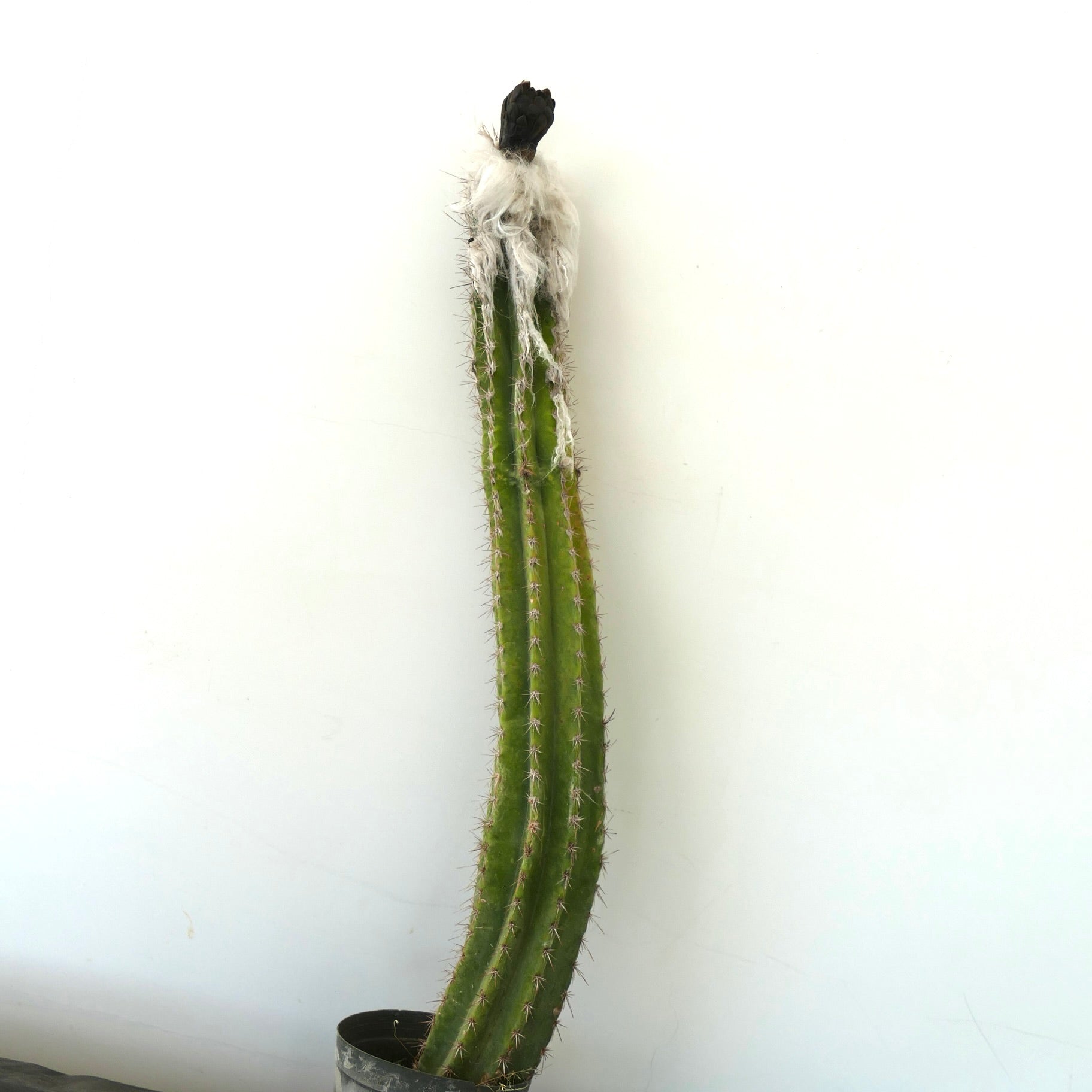 セファロセレウス・パルメリ 高く成長したサボテン、目立つとげと白い綿毛のある刺座、古い標本