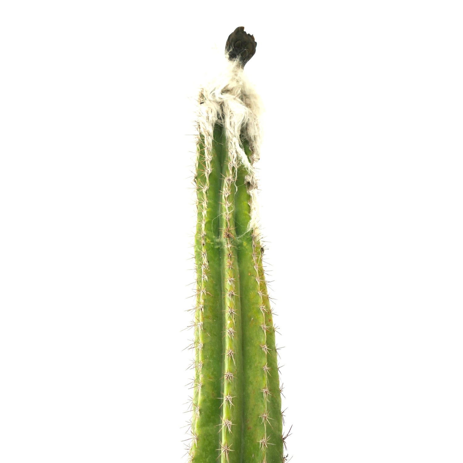 Cephalocereus palmeri alto cactus verde con cima bianca lanuginosa e spine appuntite