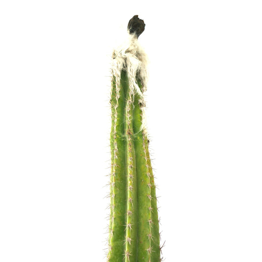 Cephalocereus palmeri tall green cactus with white woolly top and sharp spines