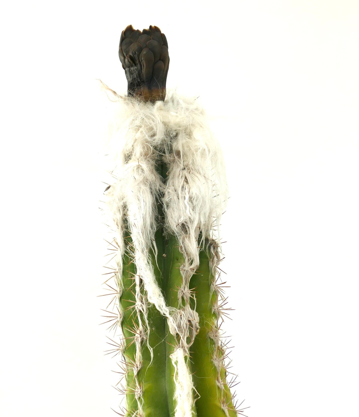 緑色のリブ状の茎、長い棘、そして頂部に白い綿毛を持つセファロセレウス・パルメリーサボテン