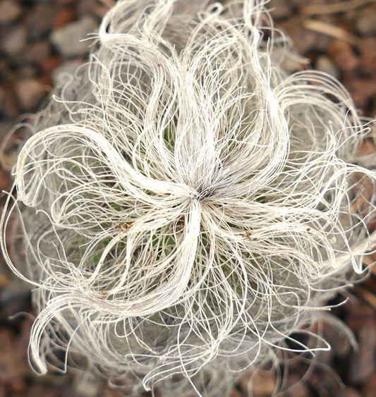 Cephalocereus senilis