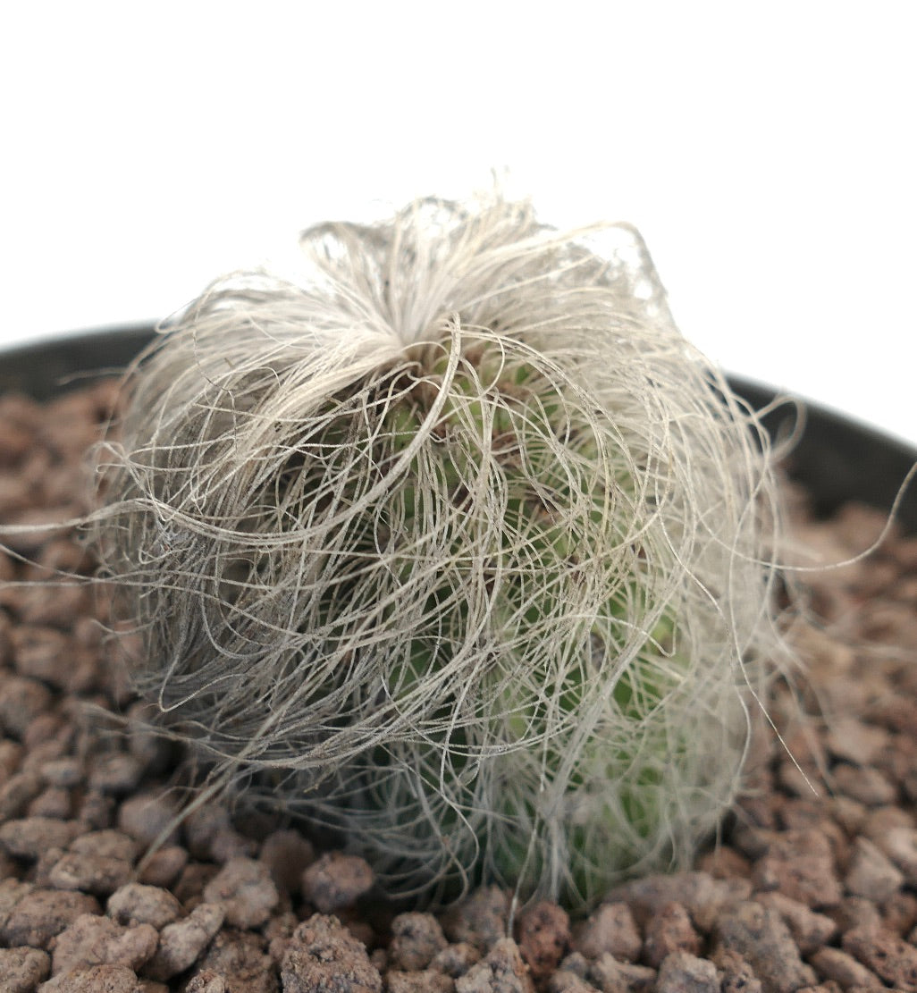 Cephalocereus senilis