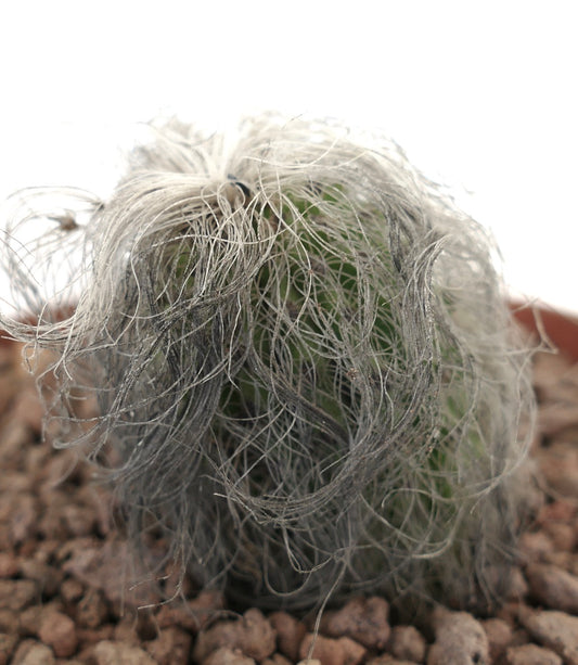 Cephalocereus senilis