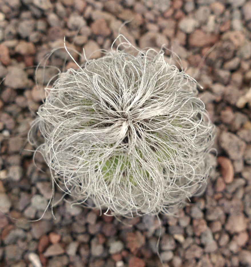 Cephalocereus senilis