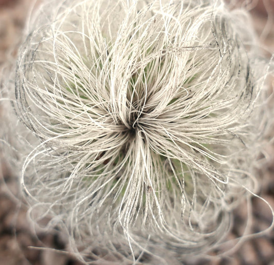 Cephalocereus senilis