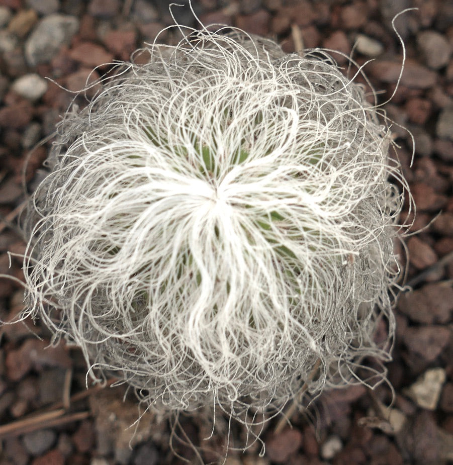 Cephalocereus senilis