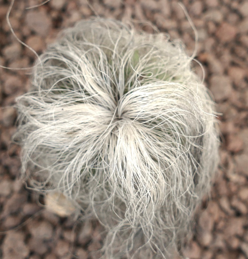 Cephalocereus senilis