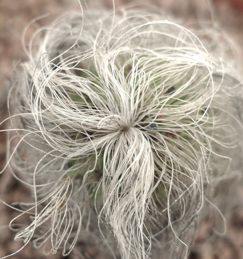 Cephalocereus senilis