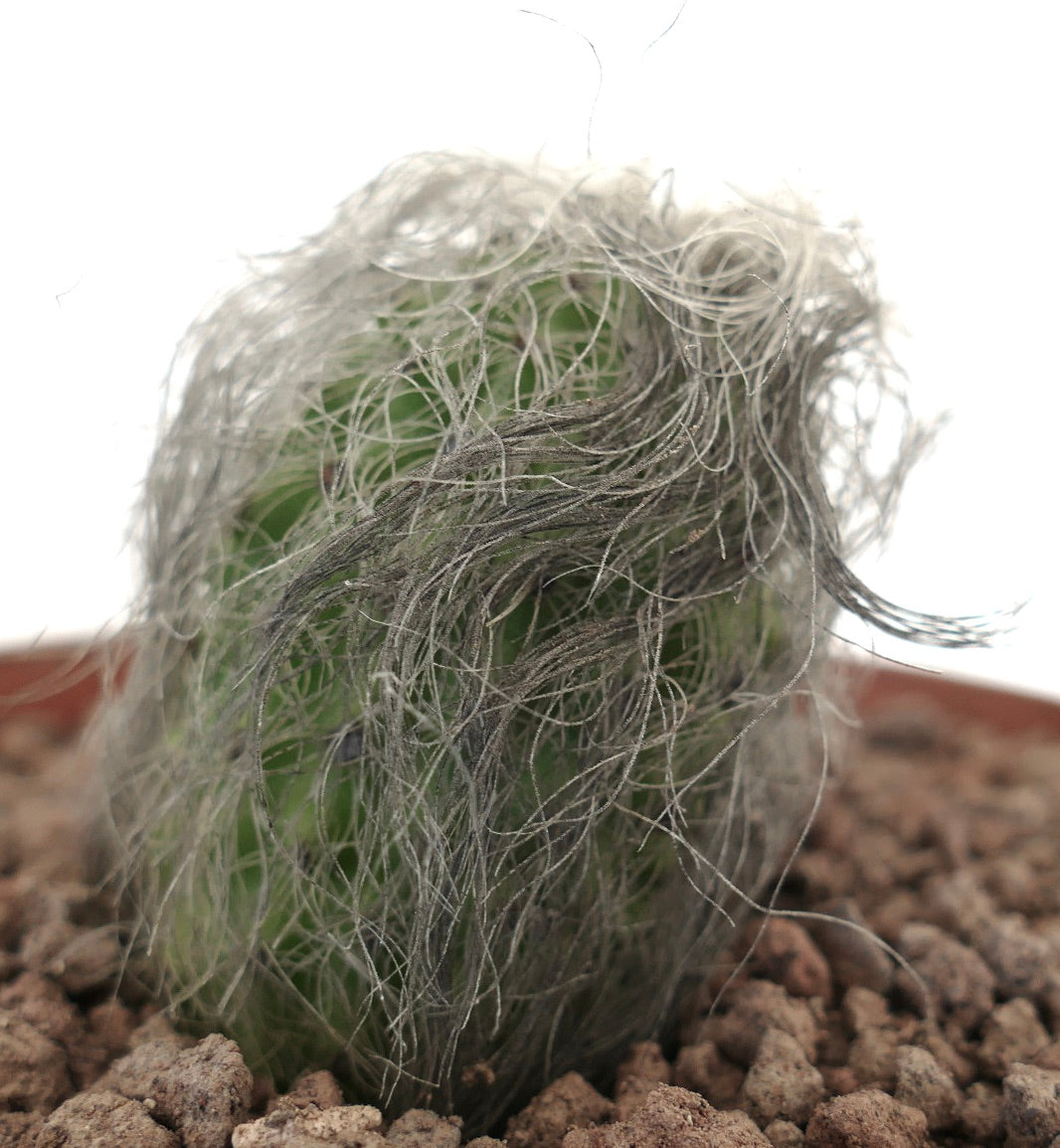 Cephalocereus senilis