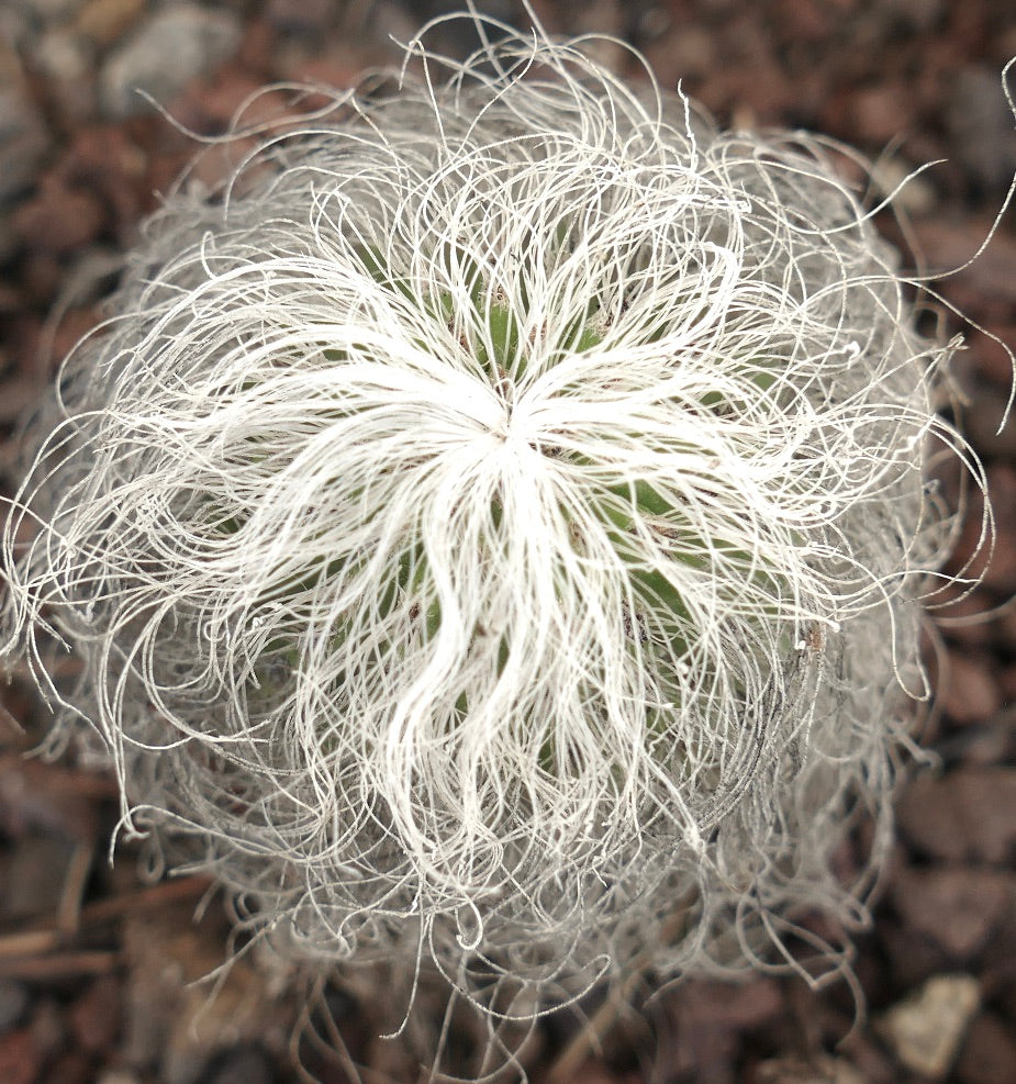 Cephalocereus senilis