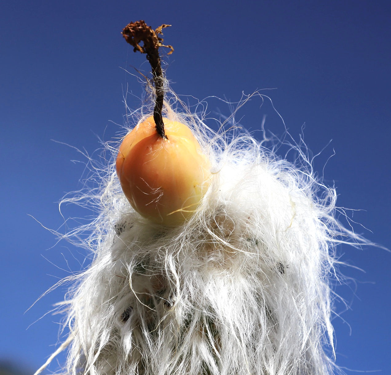 Cephalocereus senilis SEEDS