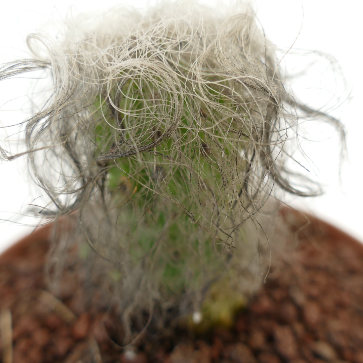 Cephalocereus senilis