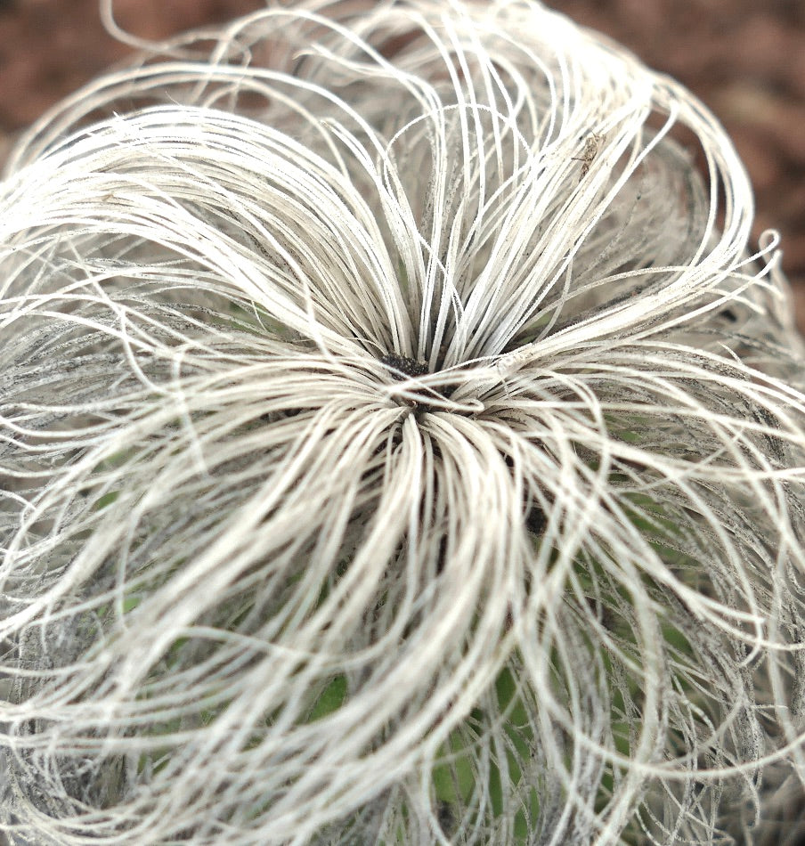 Cephalocereus senilis