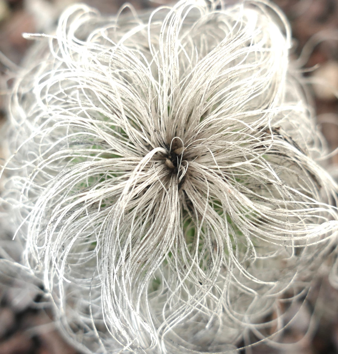 Cephalocereus senilis