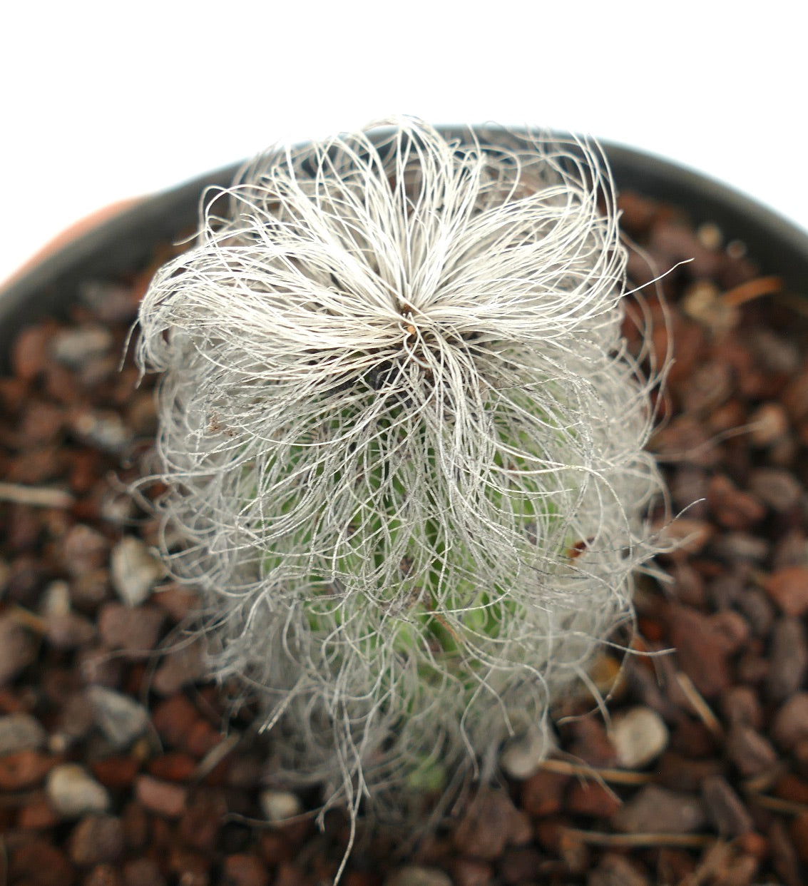 Cephalocereus senilis