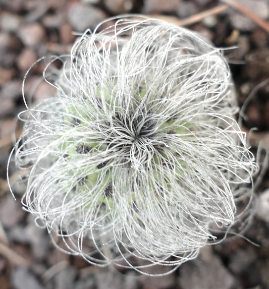 Cephalocereus senilis