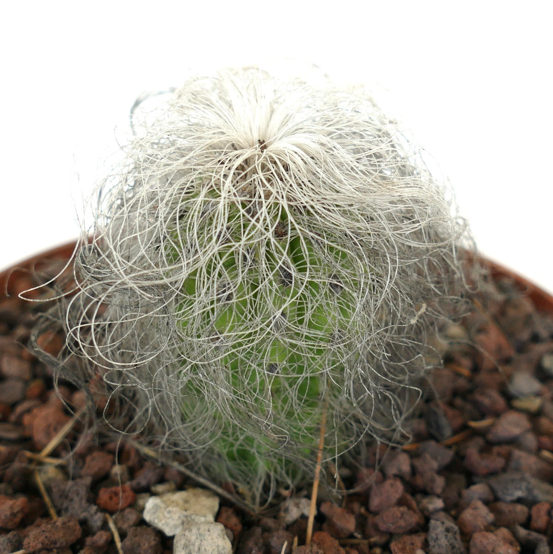 Cephalocereus senilis