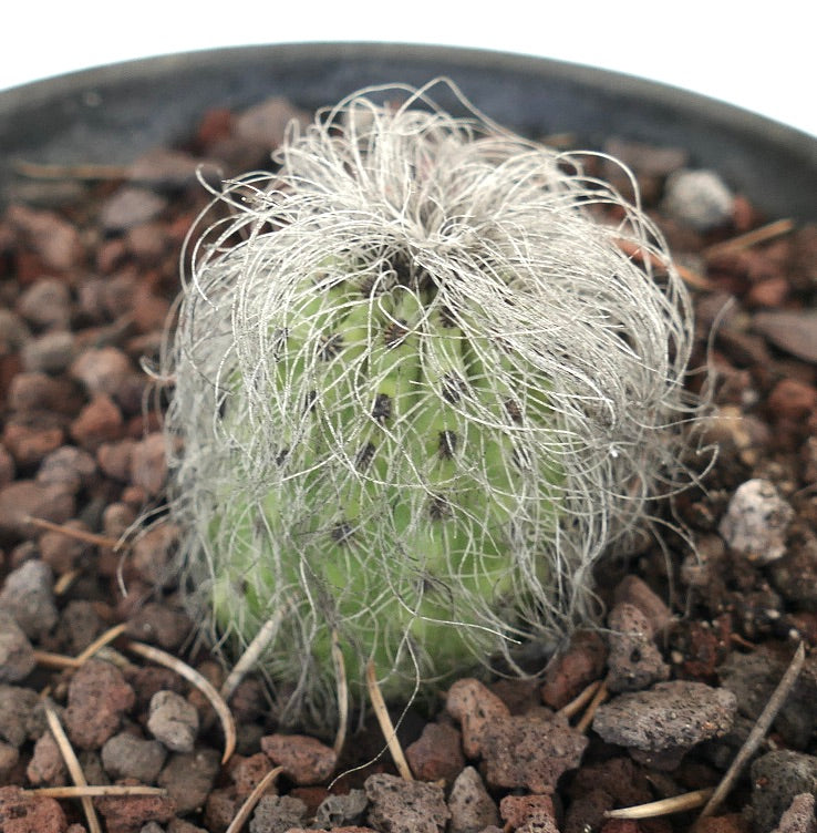 Cephalocereus senilis