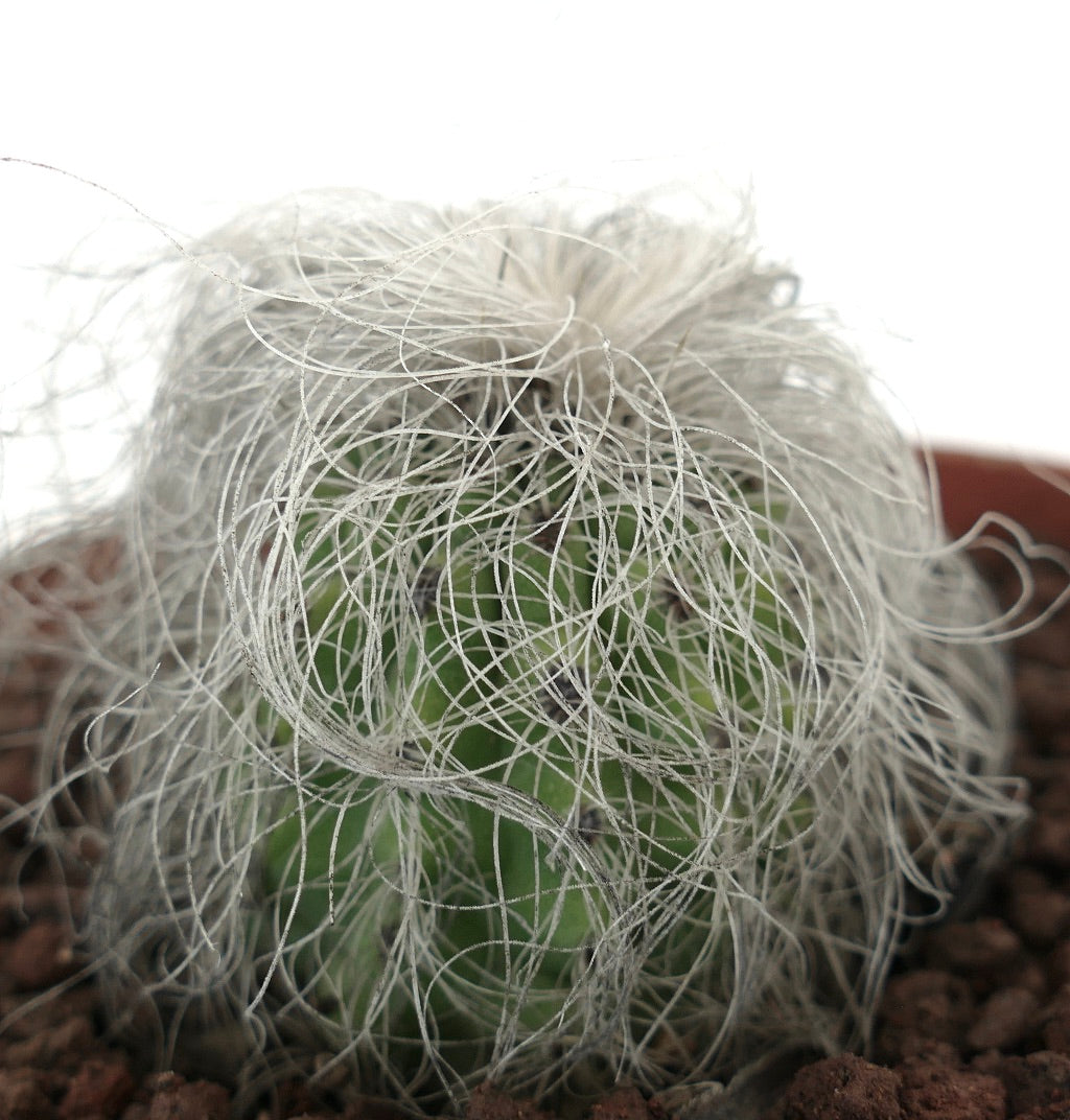 Cephalocereus senilis