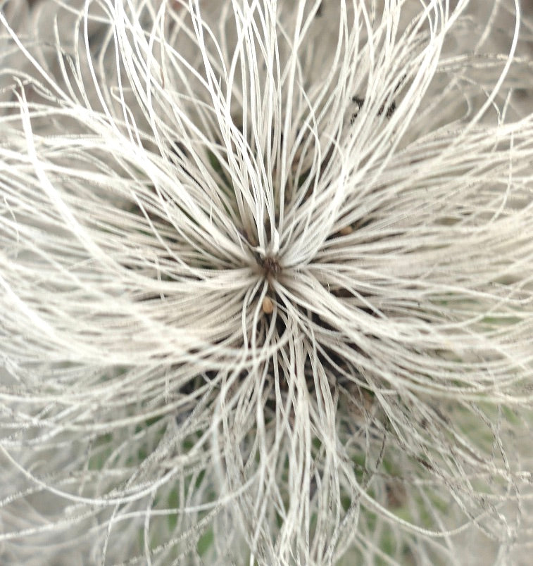 Cephalocereus senilis