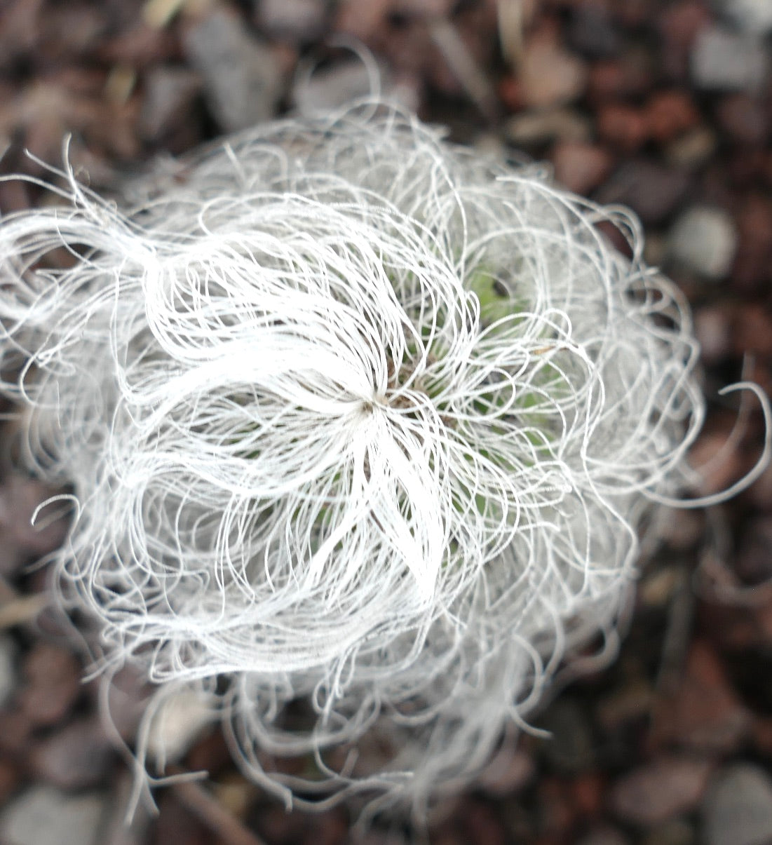 Cephalocereus senilis