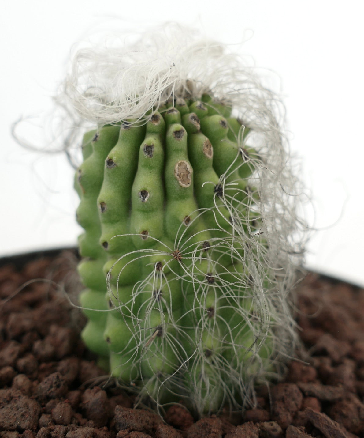 Cephalocereus senilis