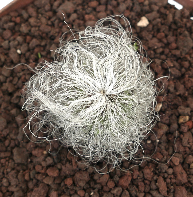 Cephalocereus senilis