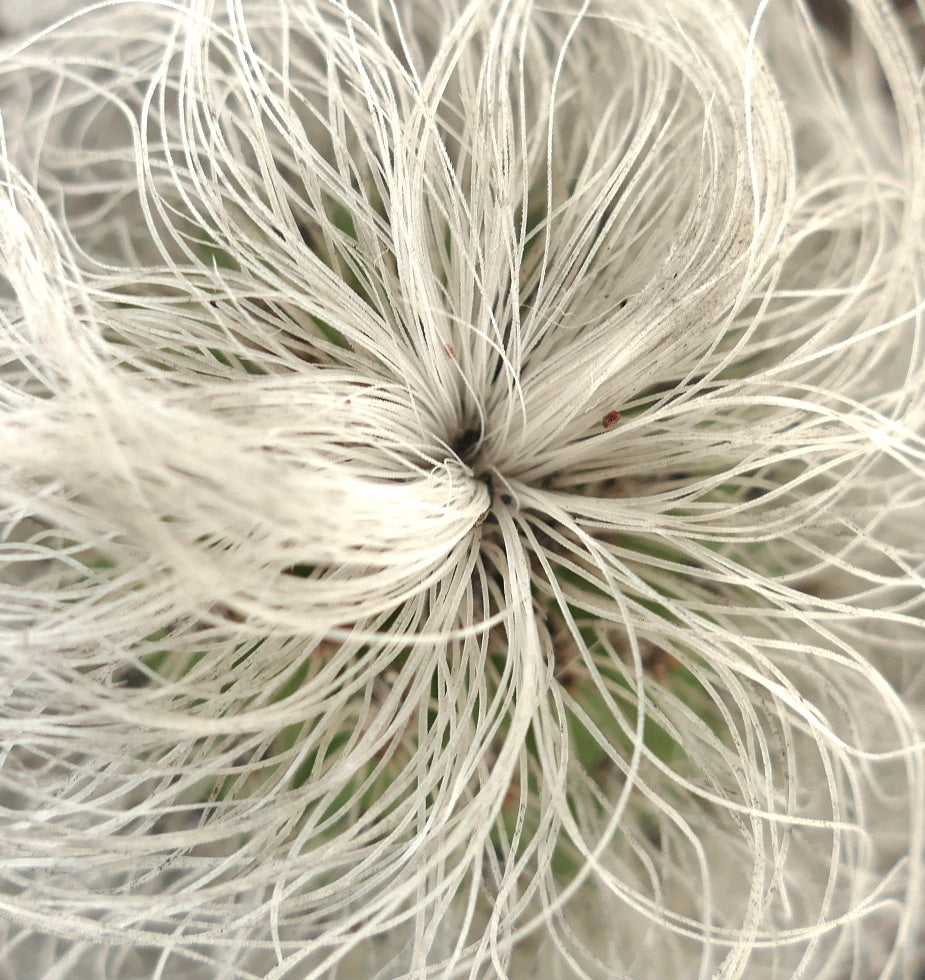 Cephalocereus senilis