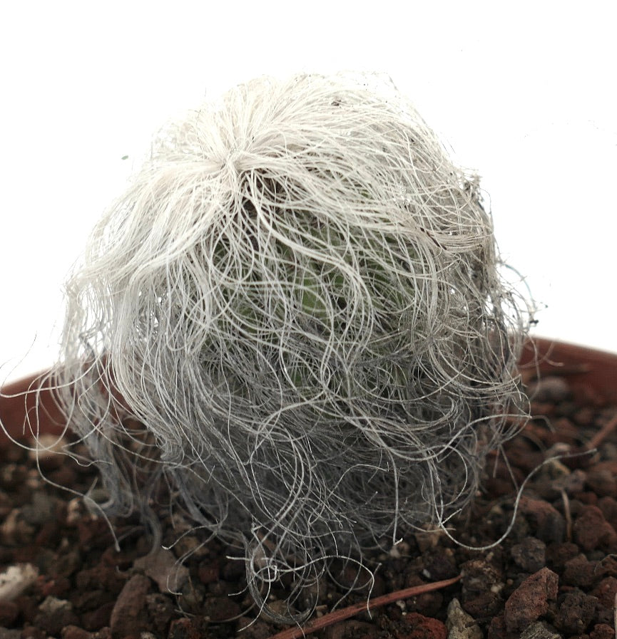 Cephalocereus senilis