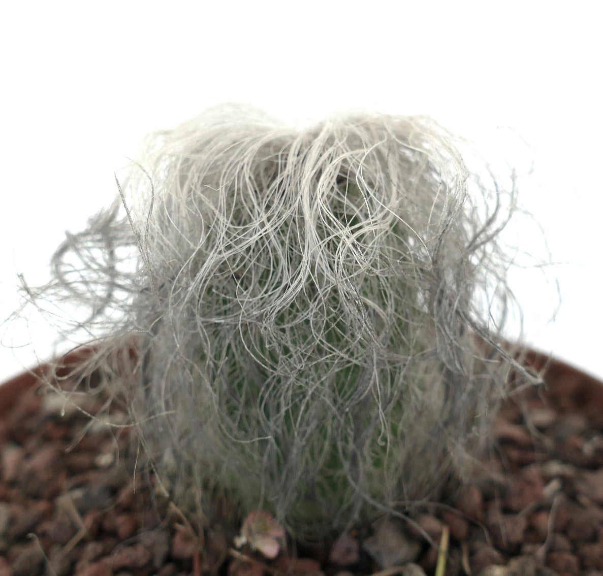 Cephalocereus senilis