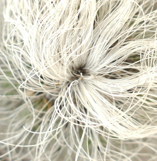 Cephalocereus senilis