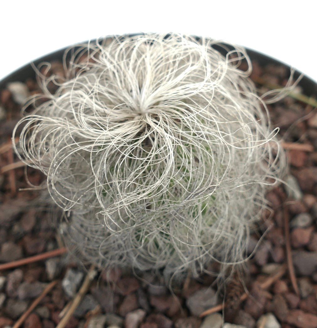 Cephalocereus senilis