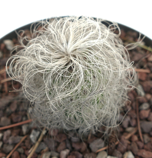 Cephalocereus senilis