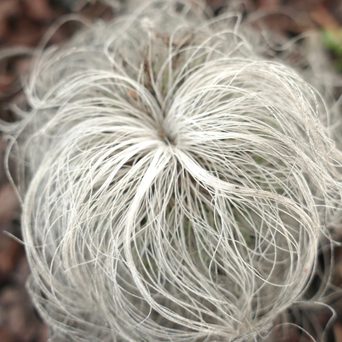 Cephalocereus senilis