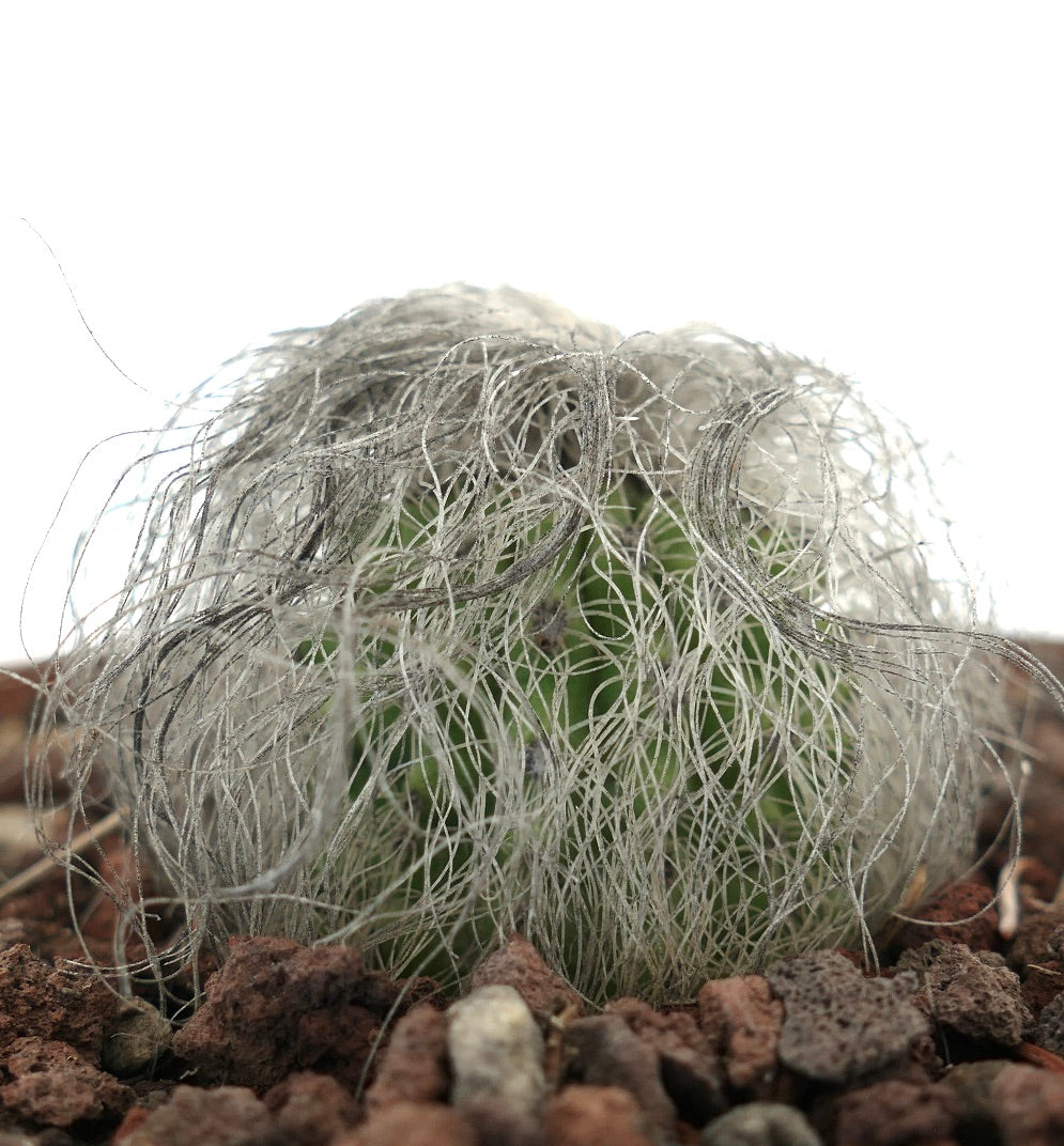 Cephalocereus senilis